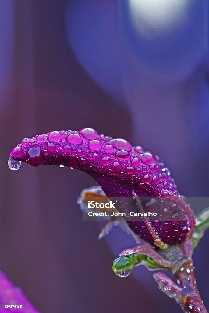 Roxo chuva bud - Foto de stock de Arbusto royalty-free