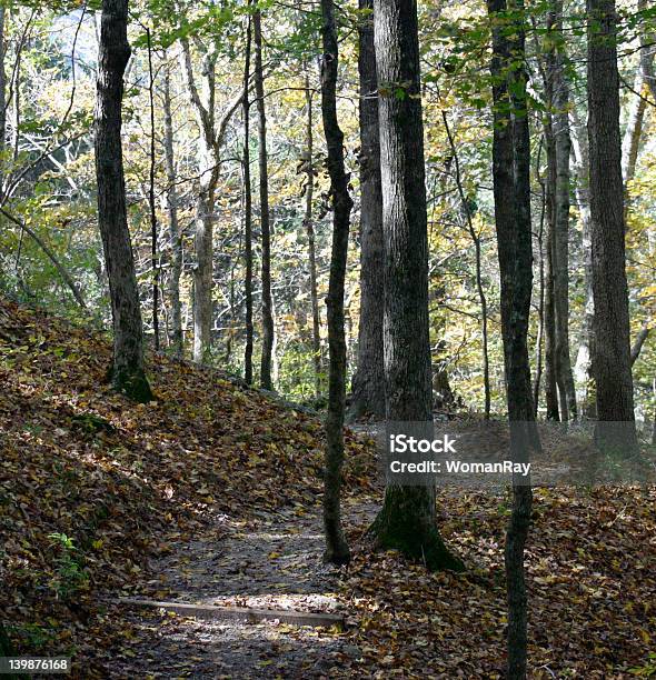 Foto de Caminho De Madeira e mais fotos de stock de Atividade - Atividade, Aventura, Beleza