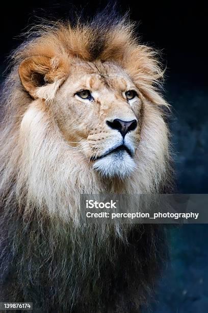 Foto de Majestoso Macho Leão e mais fotos de stock de Animais Machos - Animais Machos, Animais de Safári, Animal