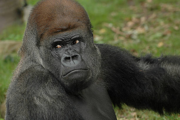 nosey горилла - gorilla west monkey wildlife стоковые фото и изображения