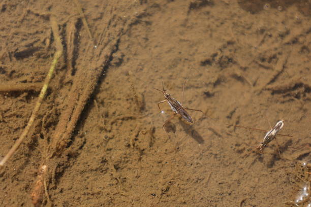 istock Water striders floating on the water 1398762691