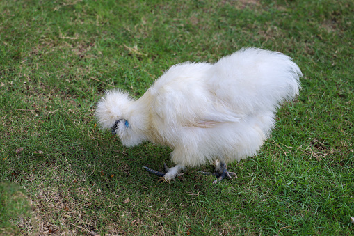The Silkie hen is live in grass garden