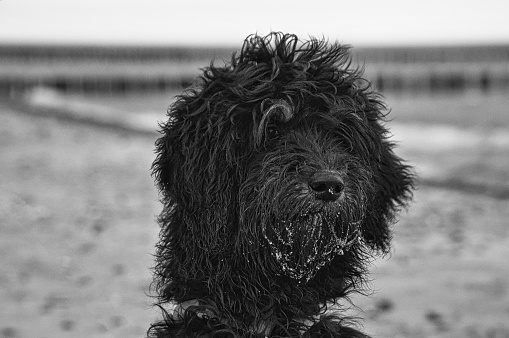 Godendoddle in black and white in portrait on the beach of the Baltic Sea. Dogs shot