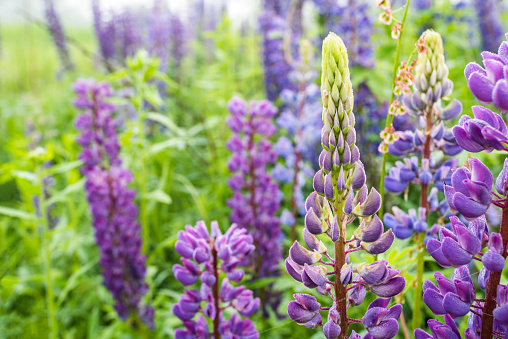 Lupine, lupinus, lupin, pink purple and blue lupine flower on a background the fog.