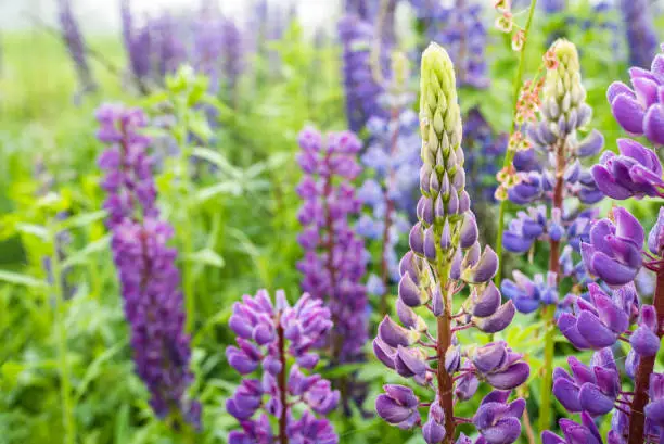 Photo of Lupine, lupinus, lupin, pink purple and blue lupine flower on a background the fog. close up