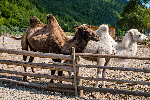 two camels in the park on a background of forests and mountains.