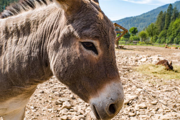 istock little donkey in the park forest background. 1398763920