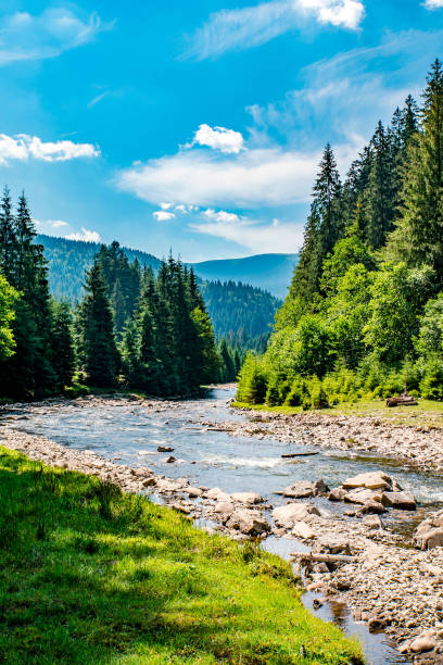 istock mountain river flows near a coniferous forest in the mountains. 1398763924