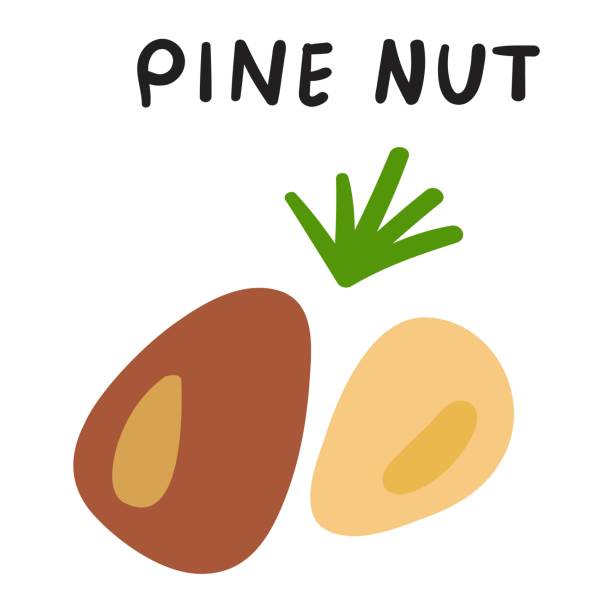 ilustrações de stock, clip art, desenhos animados e ícones de pine nut illustration. - pine nut nut seed vegan food