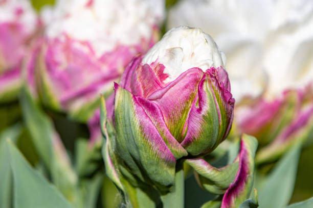 istock 'Ice Cream' Tulip in Llanharan, Wales 1398764205