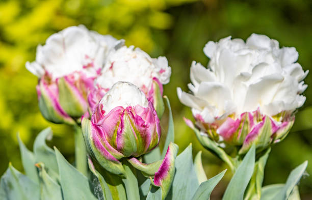 istock 'Ice Cream' Tulip in Llanharan, Wales 1398764207