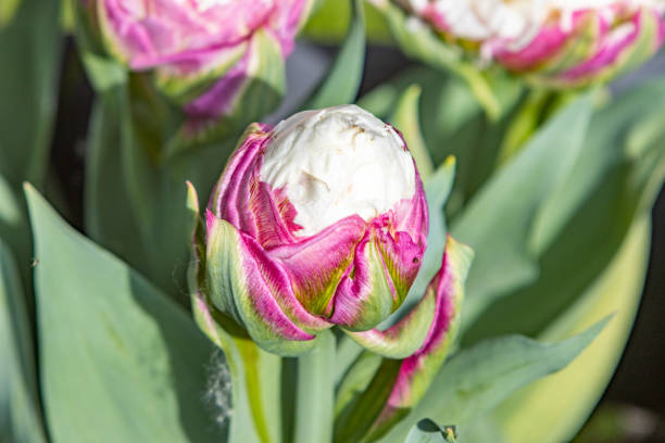 'Ice Cream' Tulip in Llanharan, Wales