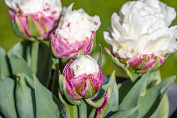 istock 'Ice Cream' Tulip in Llanharan, Wales 1398764212