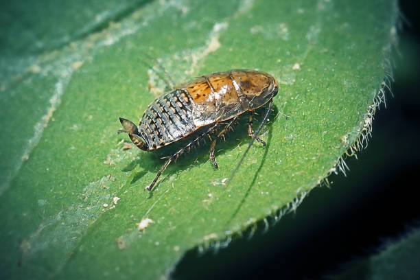 Capraiellus panzeri Lesser Cockroach Insect. Digitally Enhanced Photograph.