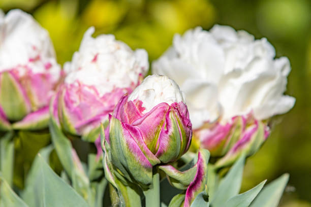 istock 'Ice Cream' Tulip in Llanharan, Wales 1398764373