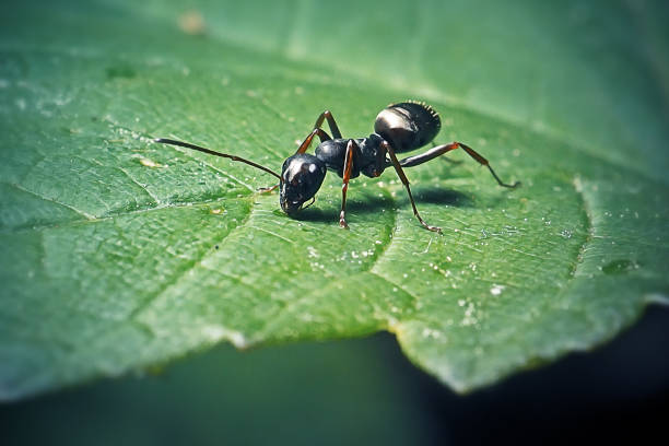 Lasius niger Black Garden Ant Insect stock photo