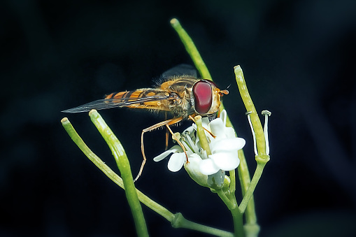 Episyrphus balteatus Hoverfly Insect. Digitally Enhanced Photograph.