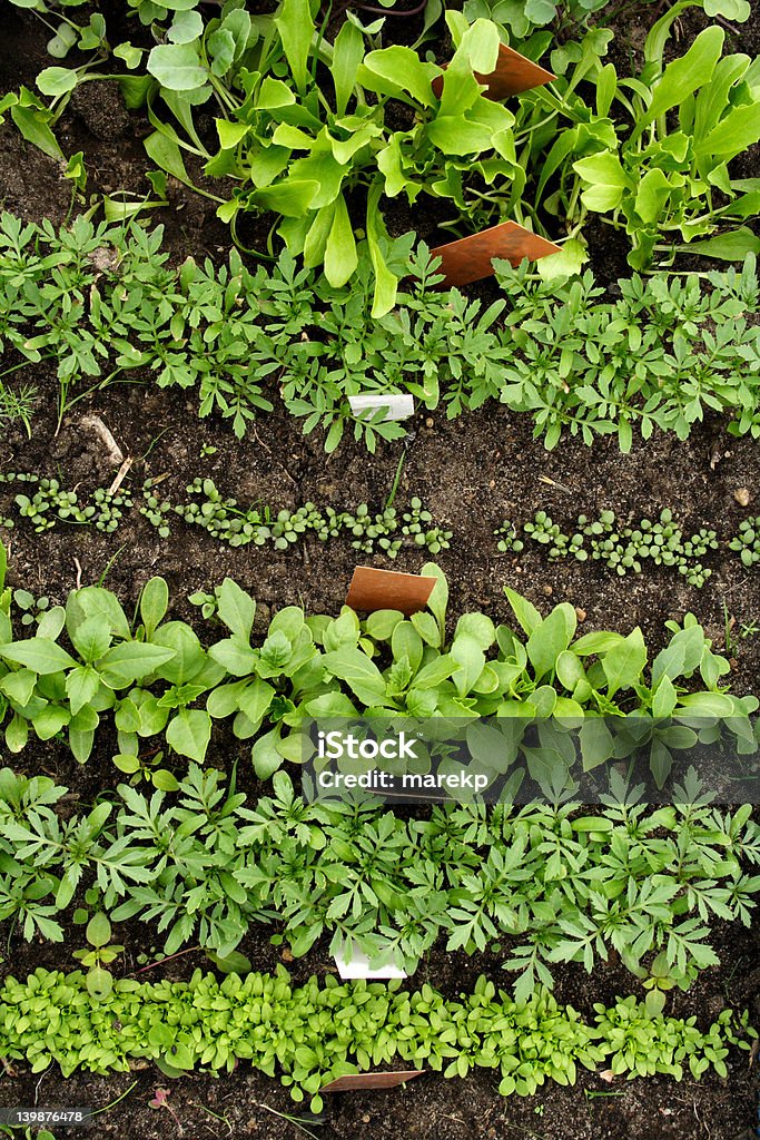 Verschiedene Gemüse-Setzlinge - Lizenzfrei Gemüse Stock-Foto