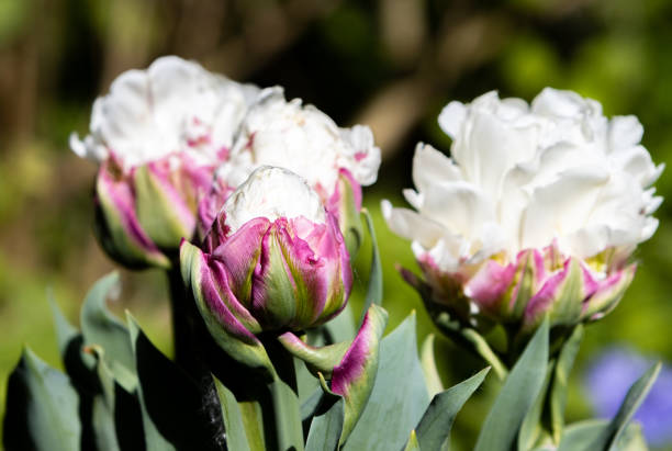 istock 'Ice Cream' Tulip in Llanharan, Wales 1398765076