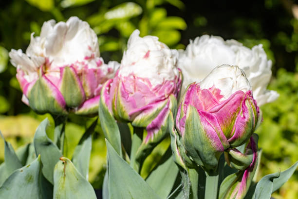 istock 'Ice Cream' Tulip in Llanharan, Wales 1398765246