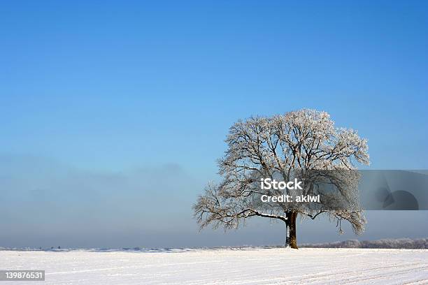 Árbol Aislado En Invierno Foto de stock y más banco de imágenes de Aislado - Aislado, Azul, Blanco - Color
