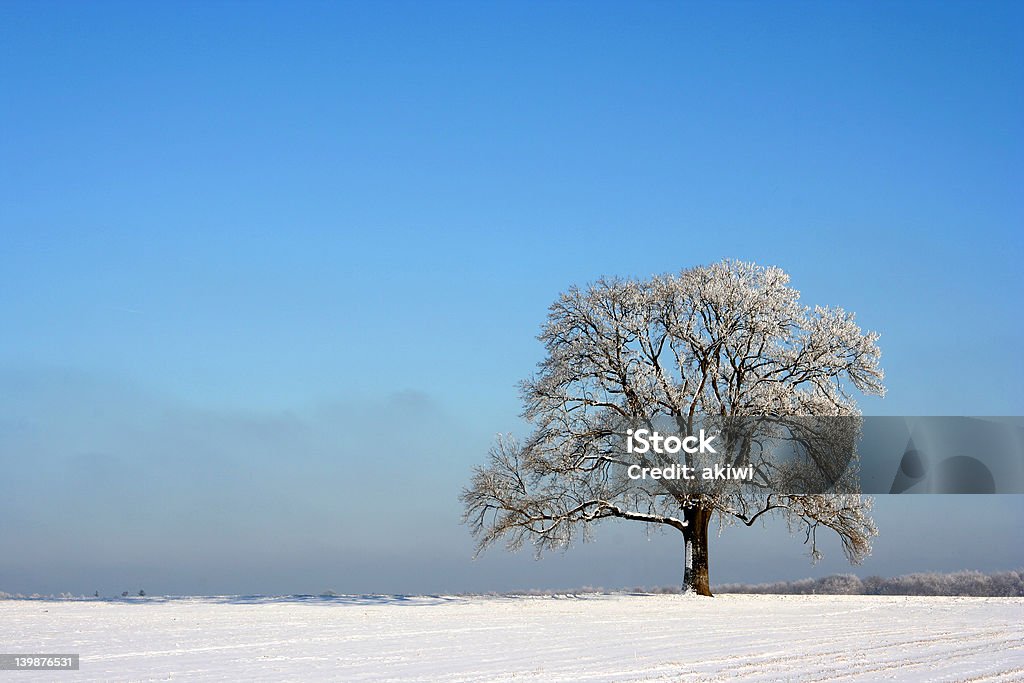 Albero in inverno isolato - Foto stock royalty-free di Albero