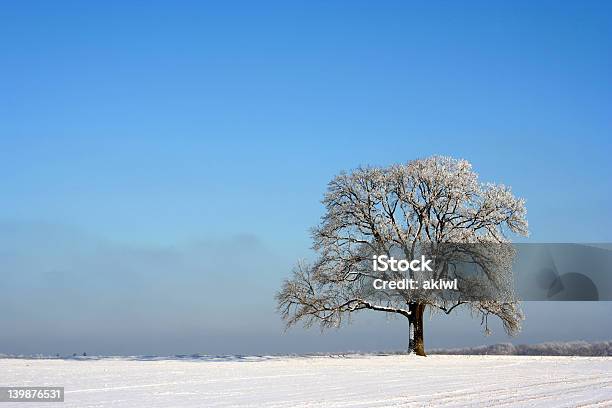 Albero In Inverno Isolato - Fotografie stock e altre immagini di Albero - Albero, Bianco, Blu