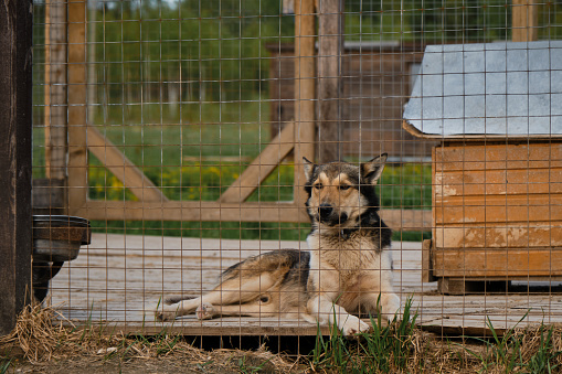 Sad lonely mongrel in aviary behind cage of shelter is lying and waiting for adoption. The concept of unnecessary abandoned animals. Kennel of northern sled dogs Alaskan husky.