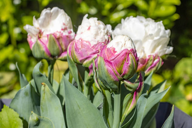 istock 'Ice Cream' Tulip in Llanharan, Wales 1398765358