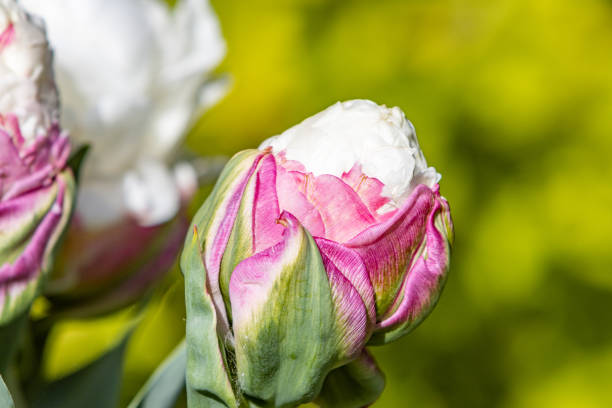 Also known as the peony tulip, the 'Ice Cream' Tulip is seen here at Llanharan in Rhondda Cynon Taff, Wales