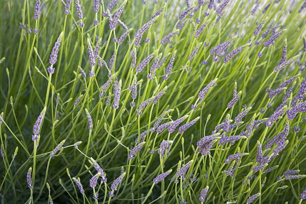 istock lavender plant 139876634