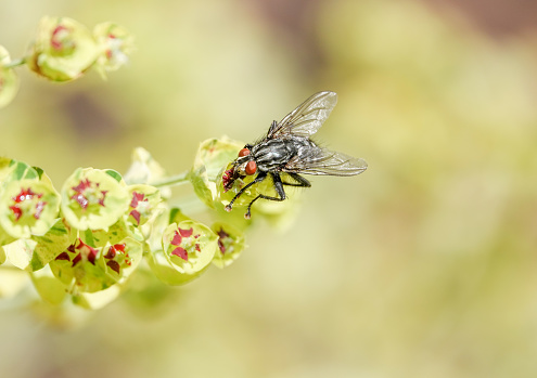 Housefly (Musca domestica) on 'Ascot Rainbow' Euphorbia × martini (Martin's spurge) at Eynsford village in Kent, England