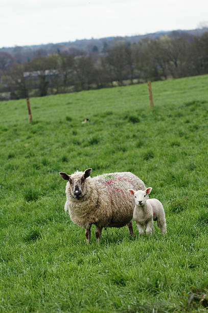 istock Mama sheep and her baby 139876673