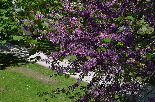is a deciduous tree native to the Balkans and the Mediterranean. The name is based on the legend that the biblical Judas ended his life on this tree. judas, cercis siliquastrum, eastern redbud,