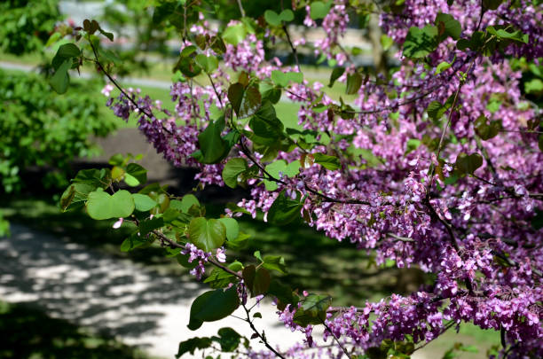 istock is a deciduous tree native to the Balkans and the Mediterranean. The name is based on the legend that the biblical Judas ended his life on this tree. 1398766794