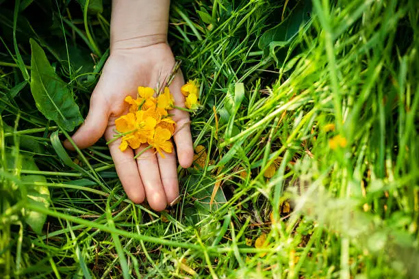 yellow buttercup flower petals on a child's palm in green grass, world environment day, horizontal"n