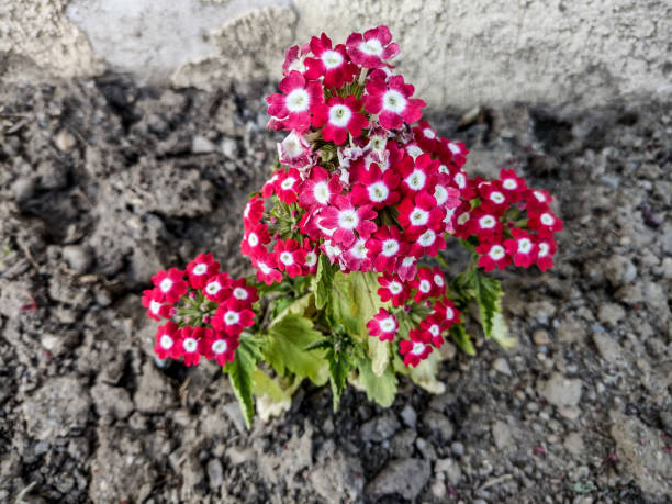 istock Verbena flower in the spring in Romania 1398766975