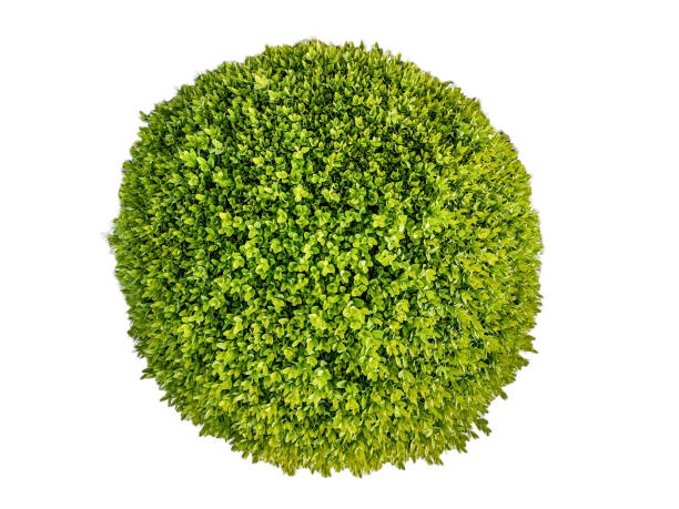 istock Buxus sempervirens plant isolated on white 1398766991