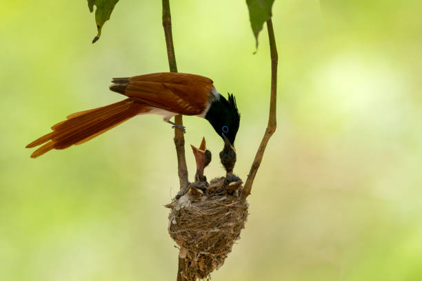 istock Indian paradise flycatcher feeding 1398767008