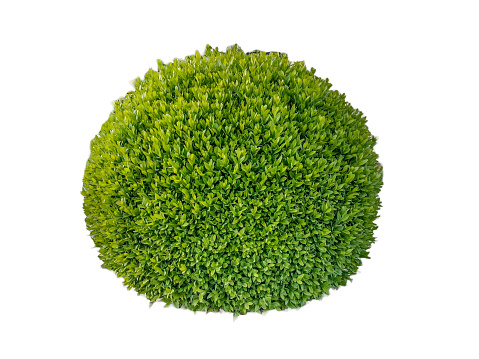 Buxus sempervirens plant isolated on white