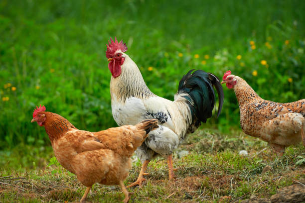 istock Domestic rooster and hens on green grass meadow 1398767118