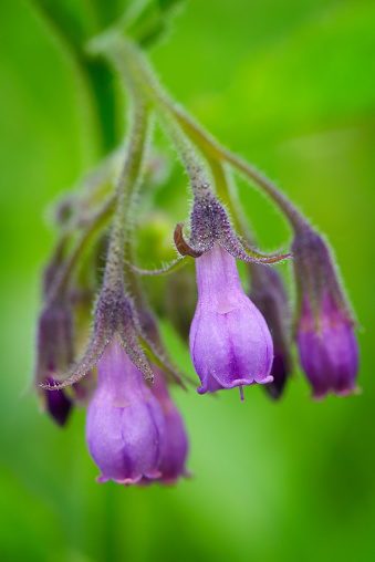 Close-up of purple flowers of comfrey officinalis