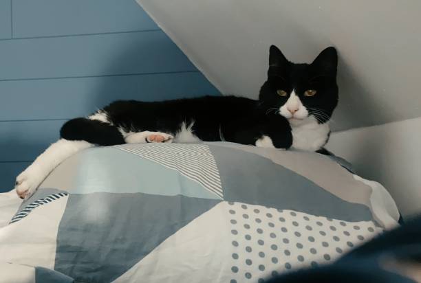 istock Black and white cat in my room 1398768215