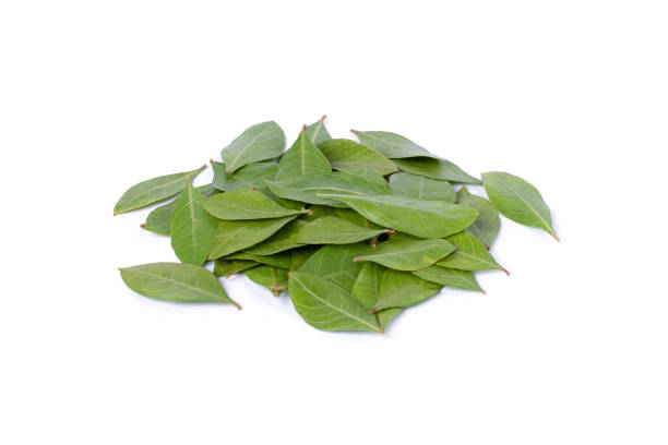 istock Fresh henna green leaves (Lawsonia inermis) isolated on white background 1398768309