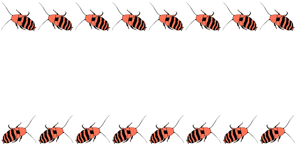 Cockroach Designs Border Vector Border Frame From Russet Madagascar Cockroaches In Doodle Flat ...