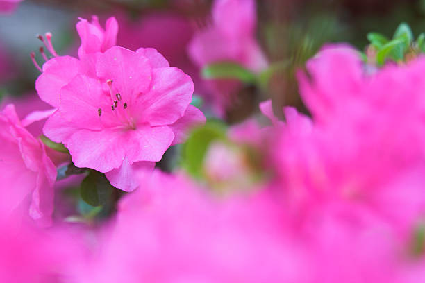 Azalea Bloom #1 stock photo