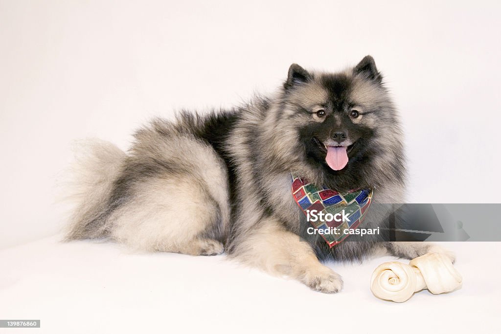 Weibliche Keeshond mit Schal und Knochen - Lizenzfrei Keeshond Stock-Foto