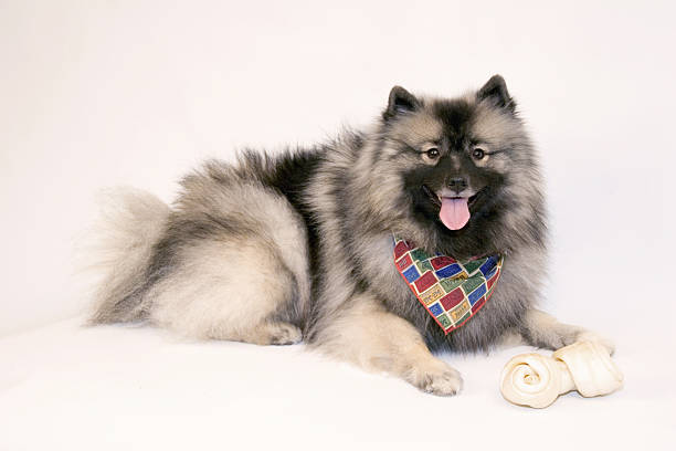 High key portrait of a young female Keeshond dog with her favorite bone