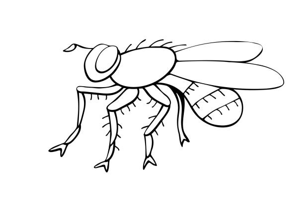 Vector black outline fly in doodle sketch style. Side view. Black and white drawing insect. Clipart, design element on theme of nature, spring, summer, isolated Vector black outline fly in doodle sketch style. Side view. Black and white drawing insect. Clipart, design element on theme of nature, spring, summer, isolated black fly stock illustrations