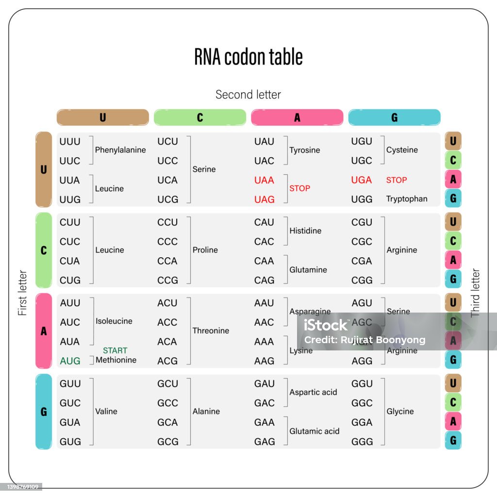 Vecteur Table De Codon Darn Table De Code Génétique Les Trois Bases Dun ...